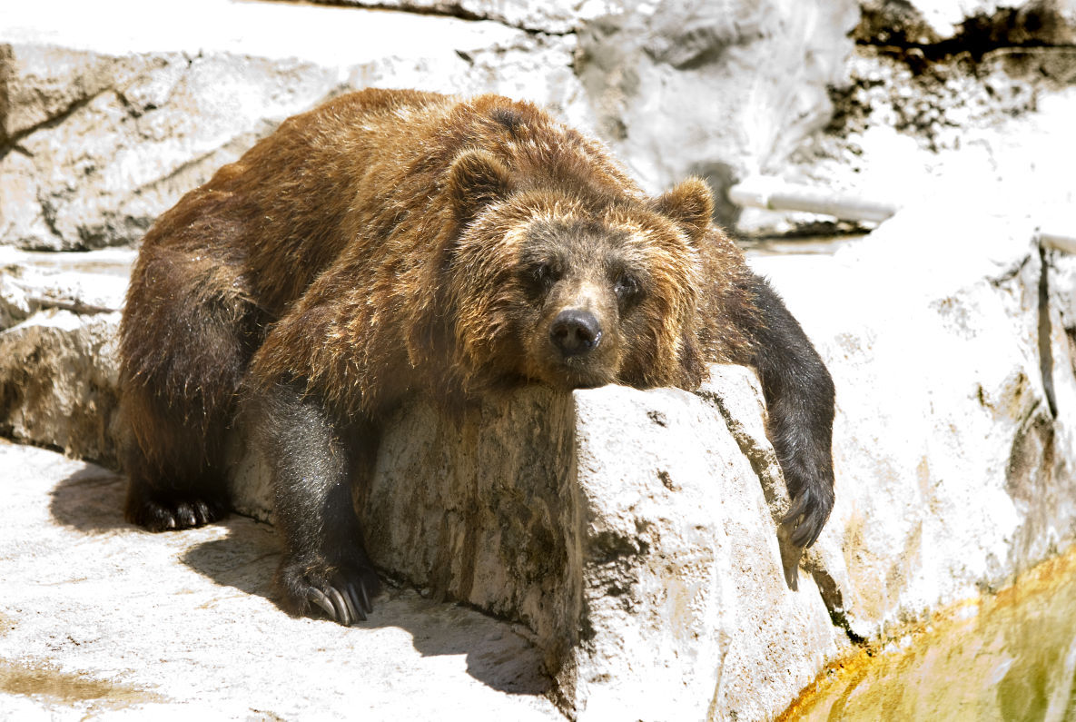 Hot Grizzly-7-19-11